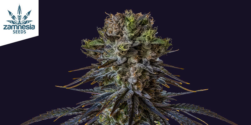 BLACK ORCHID, BO294ZDO